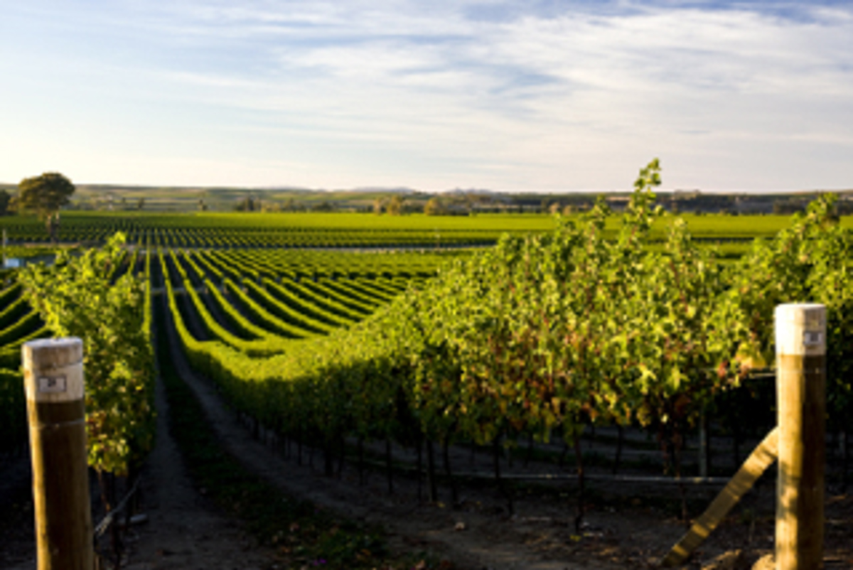 view_to_the_vineyards