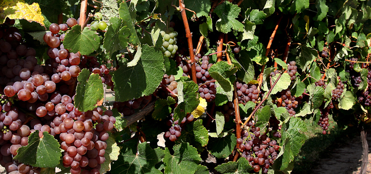 Grapes_on_The_Vine