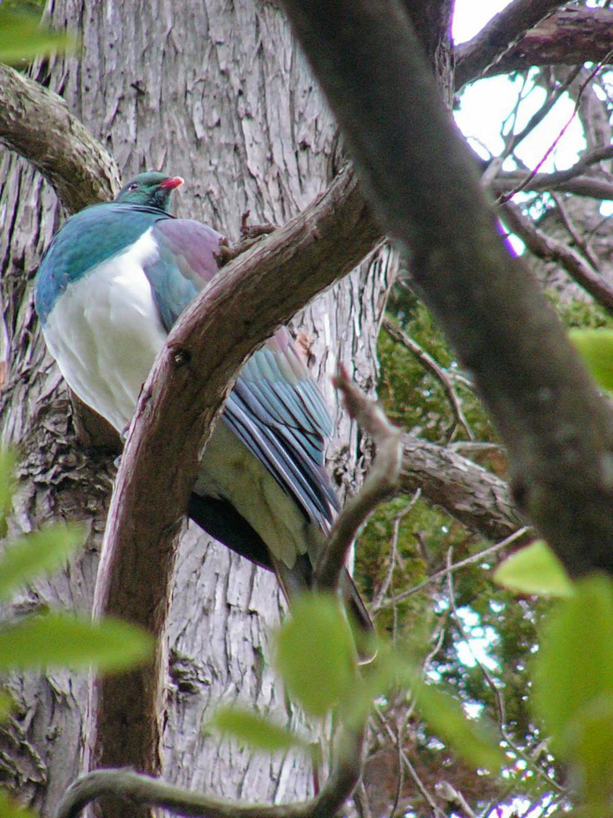 Wood_Pigeon_at_Mccormick_House