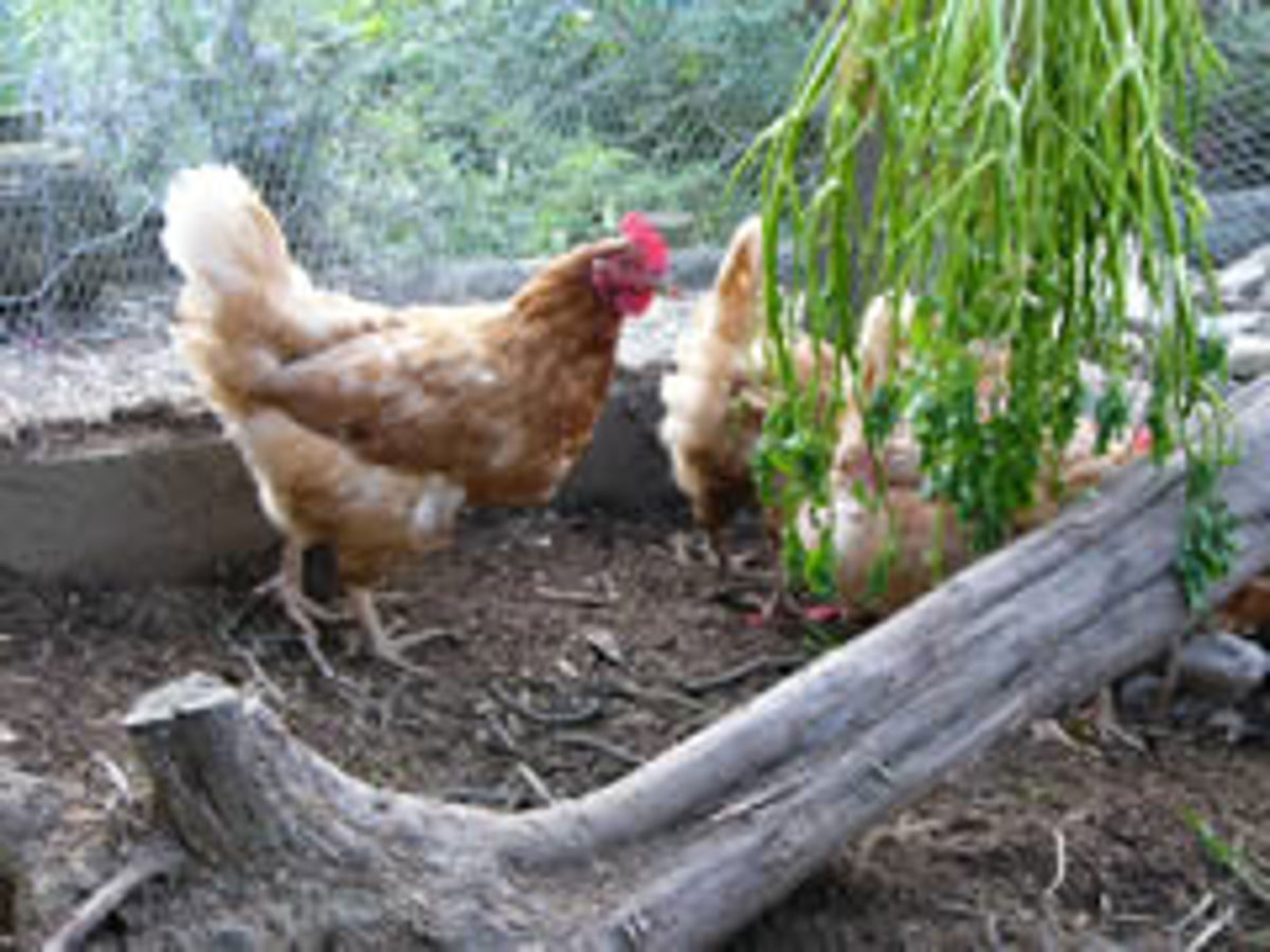 chickens1