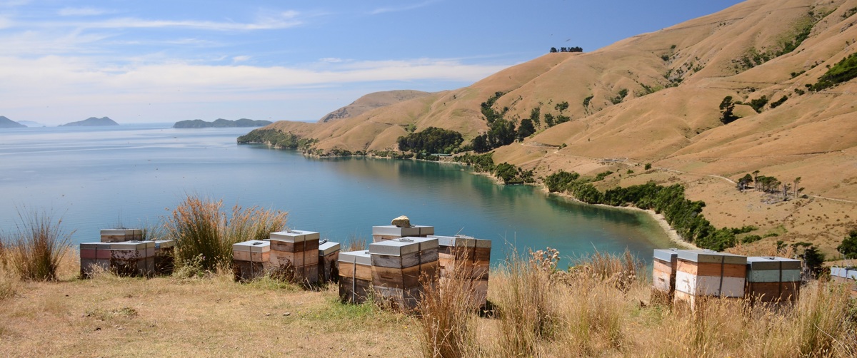 Beehives perch above Titirangi Bay in the Marlborough Sounds