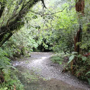 Pelorus River Walk (2)