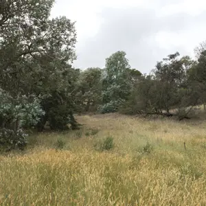 RBP 487
