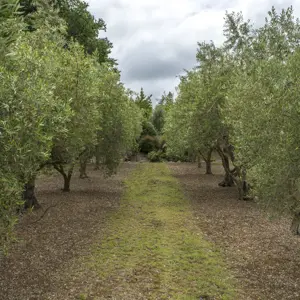 Olive Gardens Blenheim RBP 580