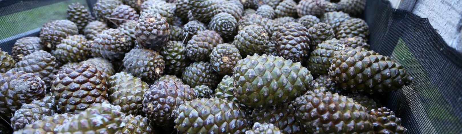 Pinoli Pine Nuts (8)