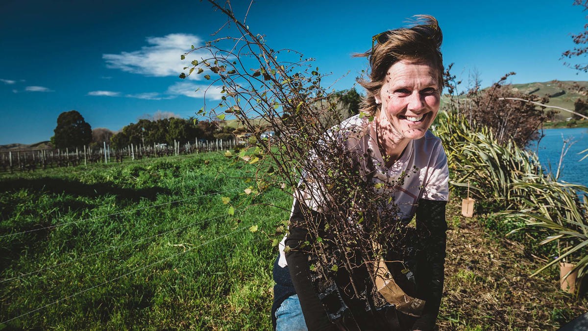 A volunteer helps plant a wetland in Marlborough