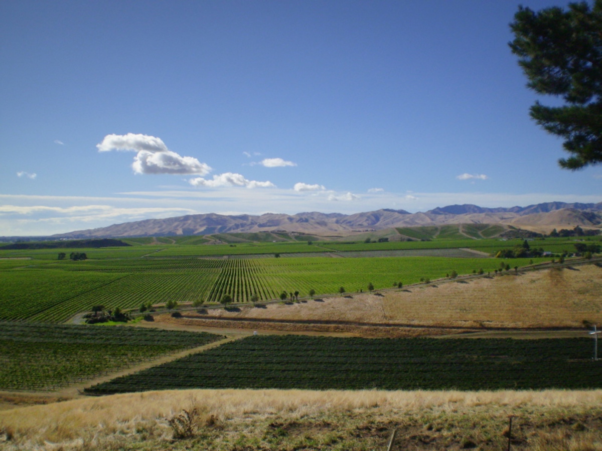 Montanas_vineyards