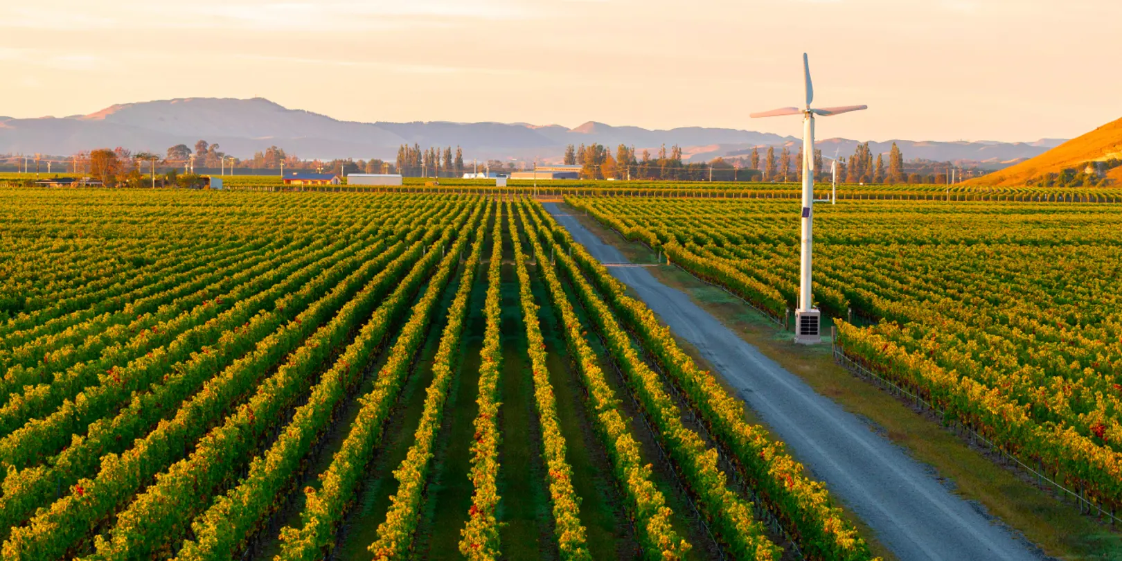 NZ Grapes Fan (2)