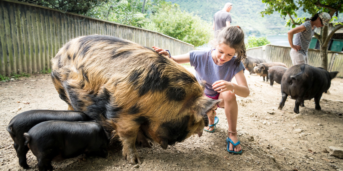 Rrrlochmara Lodge Kune Kune Pig Feeding (2)