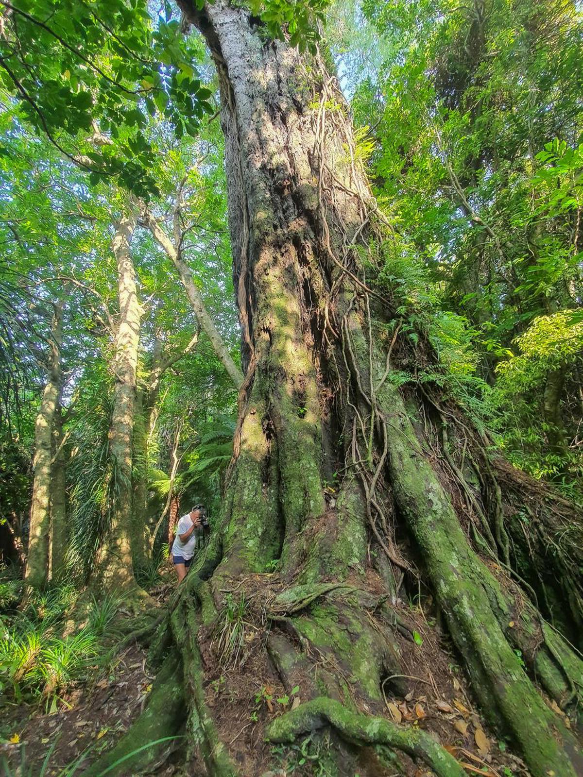1500_Year_old_Totara_Tree_on_Kupes_Trail_in_2023