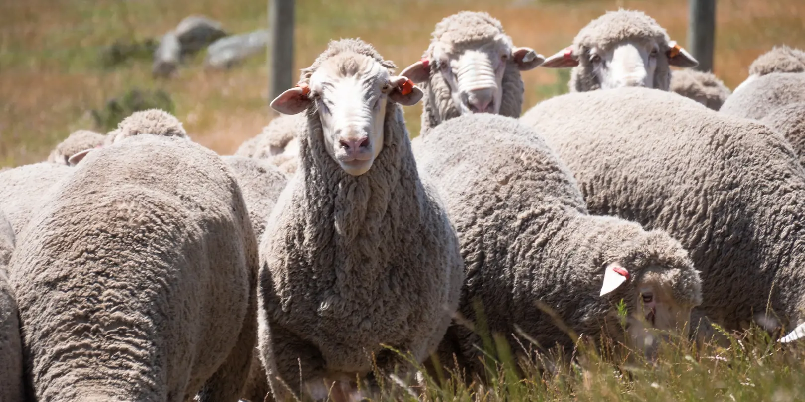 Middlehurst Sheep (11 Of 12)