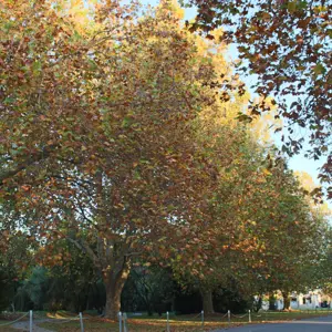 Pollard Park (41)