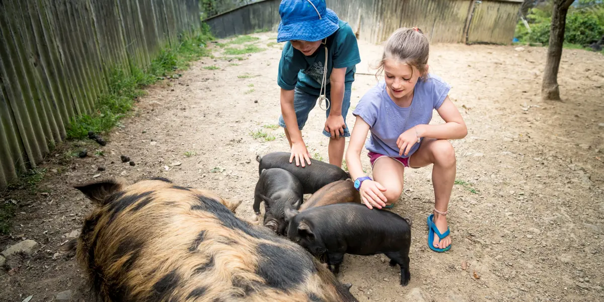 Rlochmara Lodge Kune Kune Pig Feeding (3)