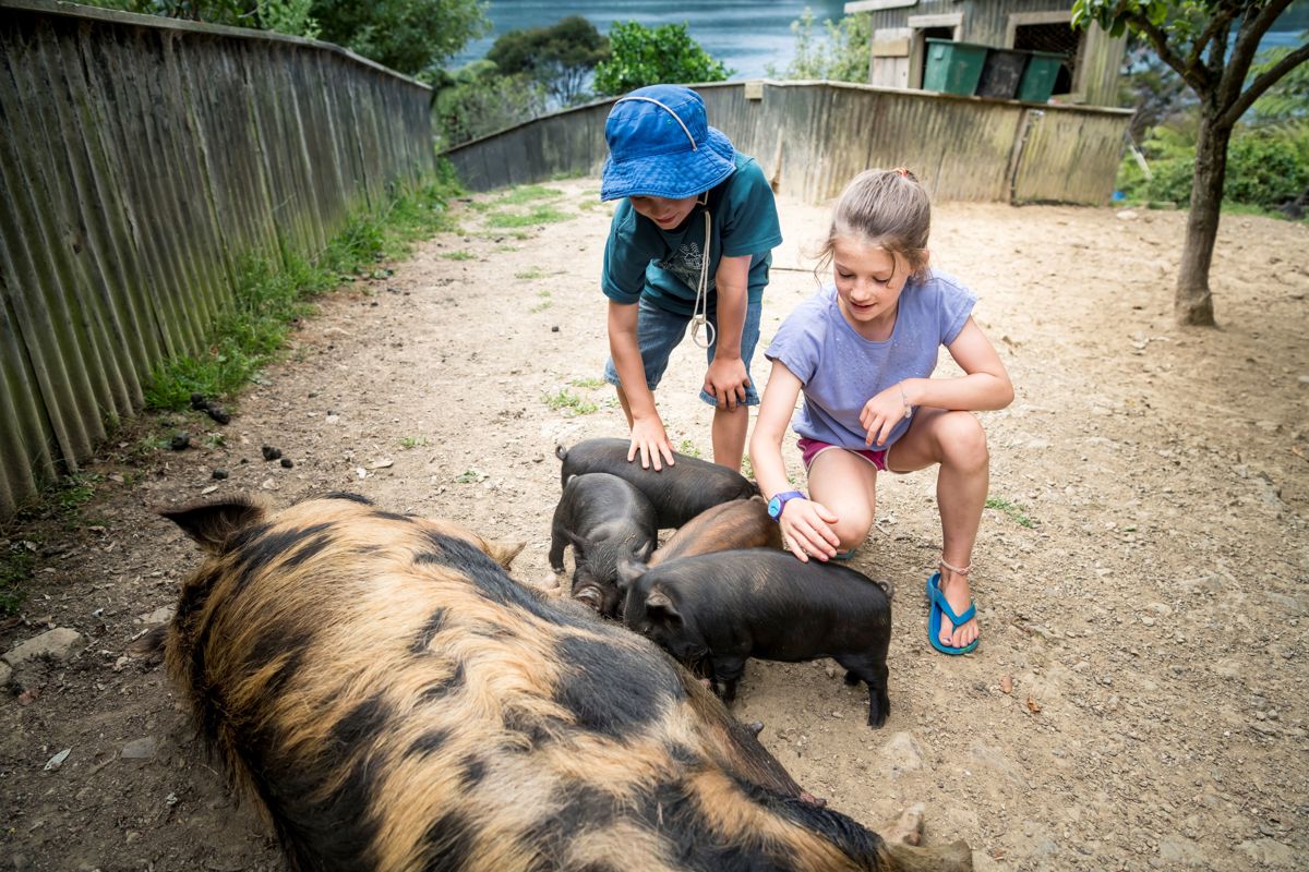 Rlochmara Lodge Kune Kune Pig Feeding (3)