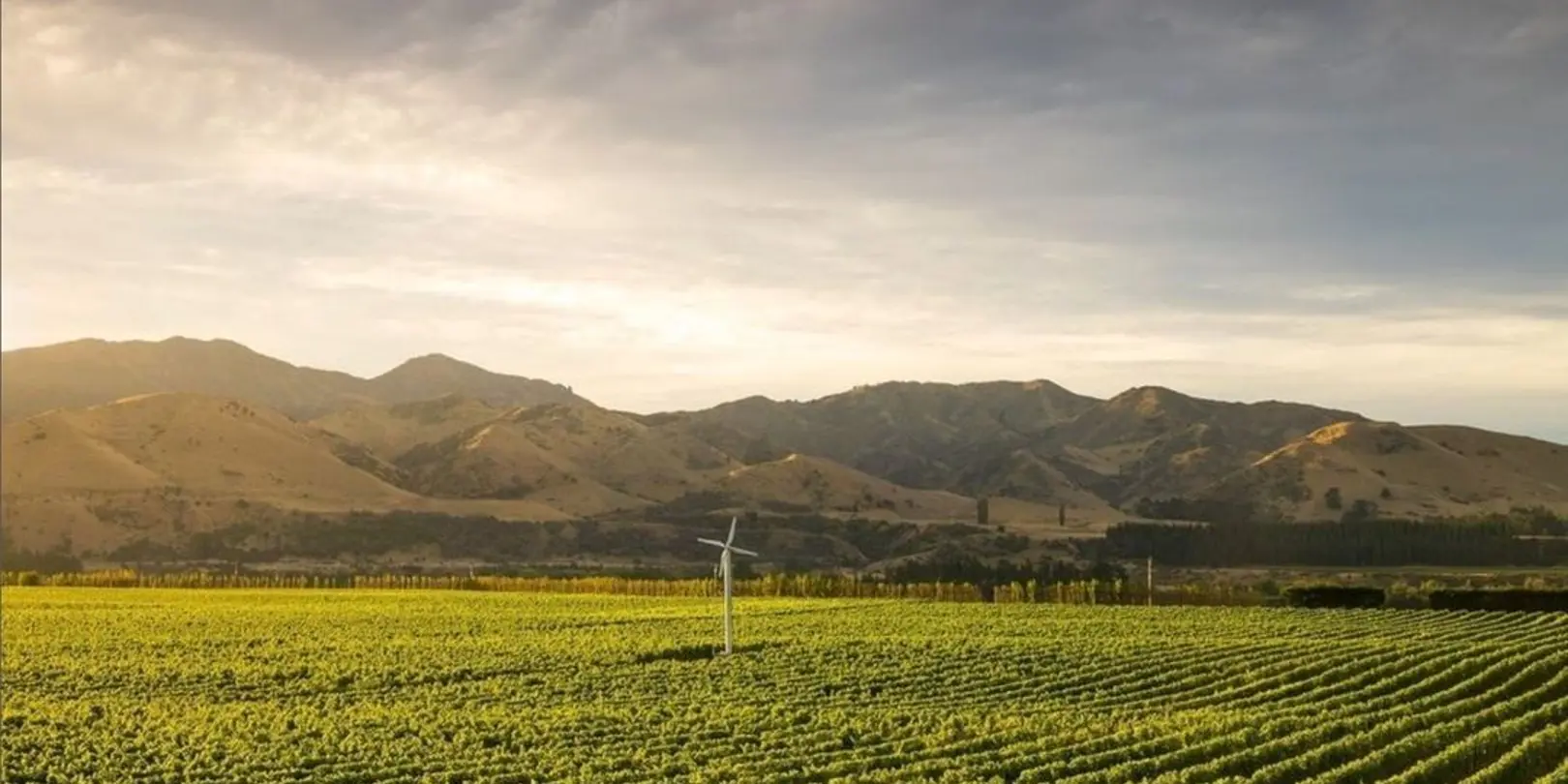 Marlborough Fan Grapes 2