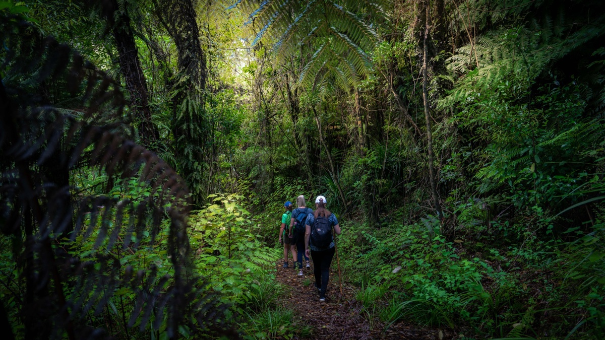 Walk Pelorus Nydia Track 4 (1)