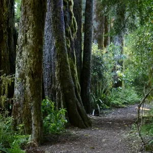 Onamalutu Reserve.02