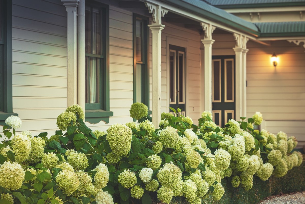 Rowley Hydrangeas