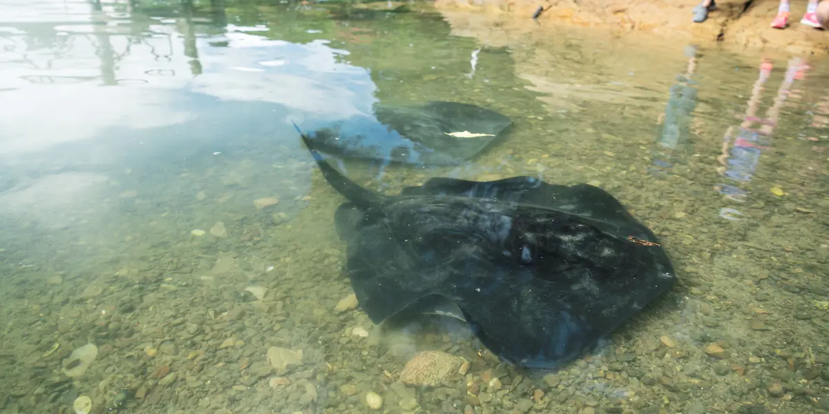 Rlochmara Lodge Stingray