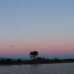 Rarangi (4)