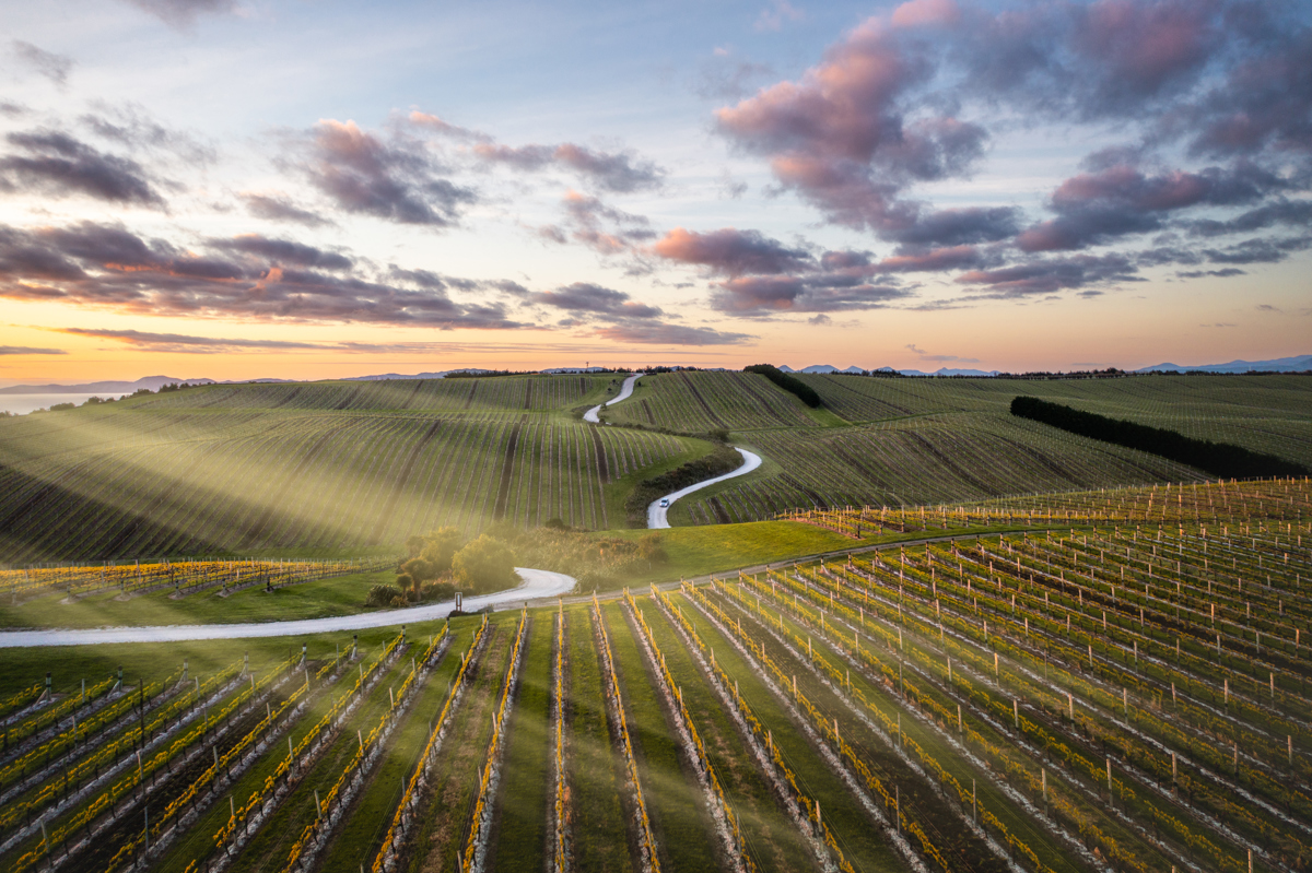 Marlborough X Roady (Yealands) (1)