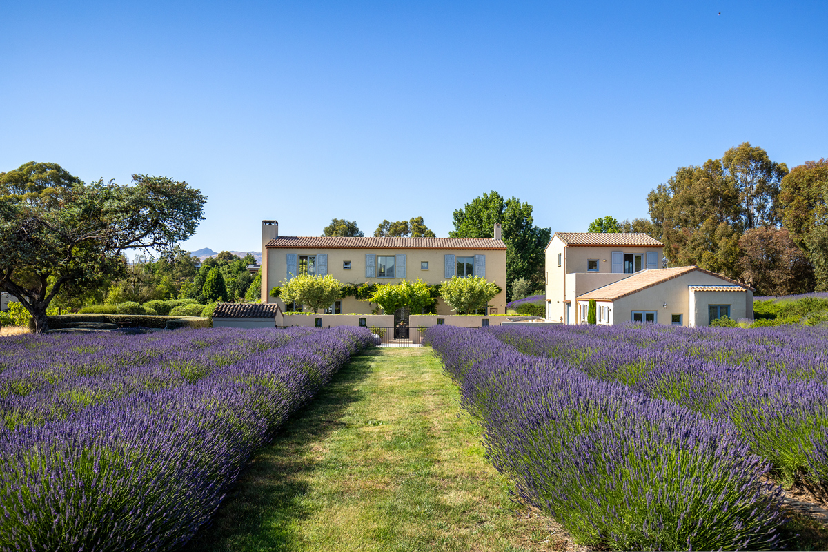 Harcourts Lavender in Bloom