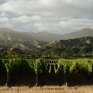 Wairau Valley.11 (1)
