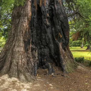 Pollard Park Blenheim RBPHOTO (28)