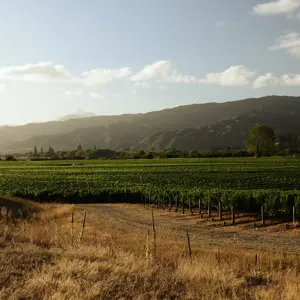 Wairau Valley.12 (1)