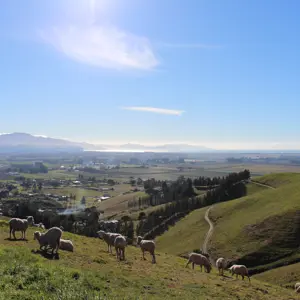 Wither Hills (2)