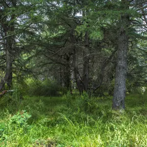 Wairau Hospital Land RBPHOTO (3)