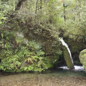 Pelorus River Walk (3)