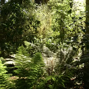 Onamalutu Reserve.01