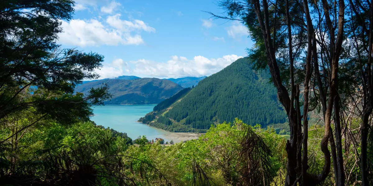 Walk Pelorus Nydia Track 5