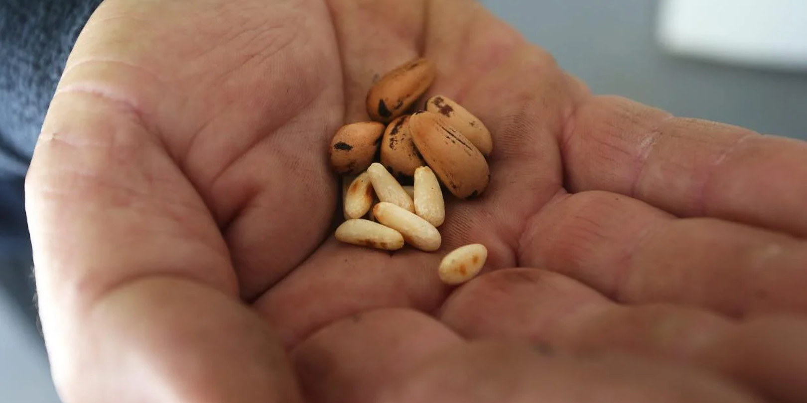 Pinoli Pine Nuts (6)