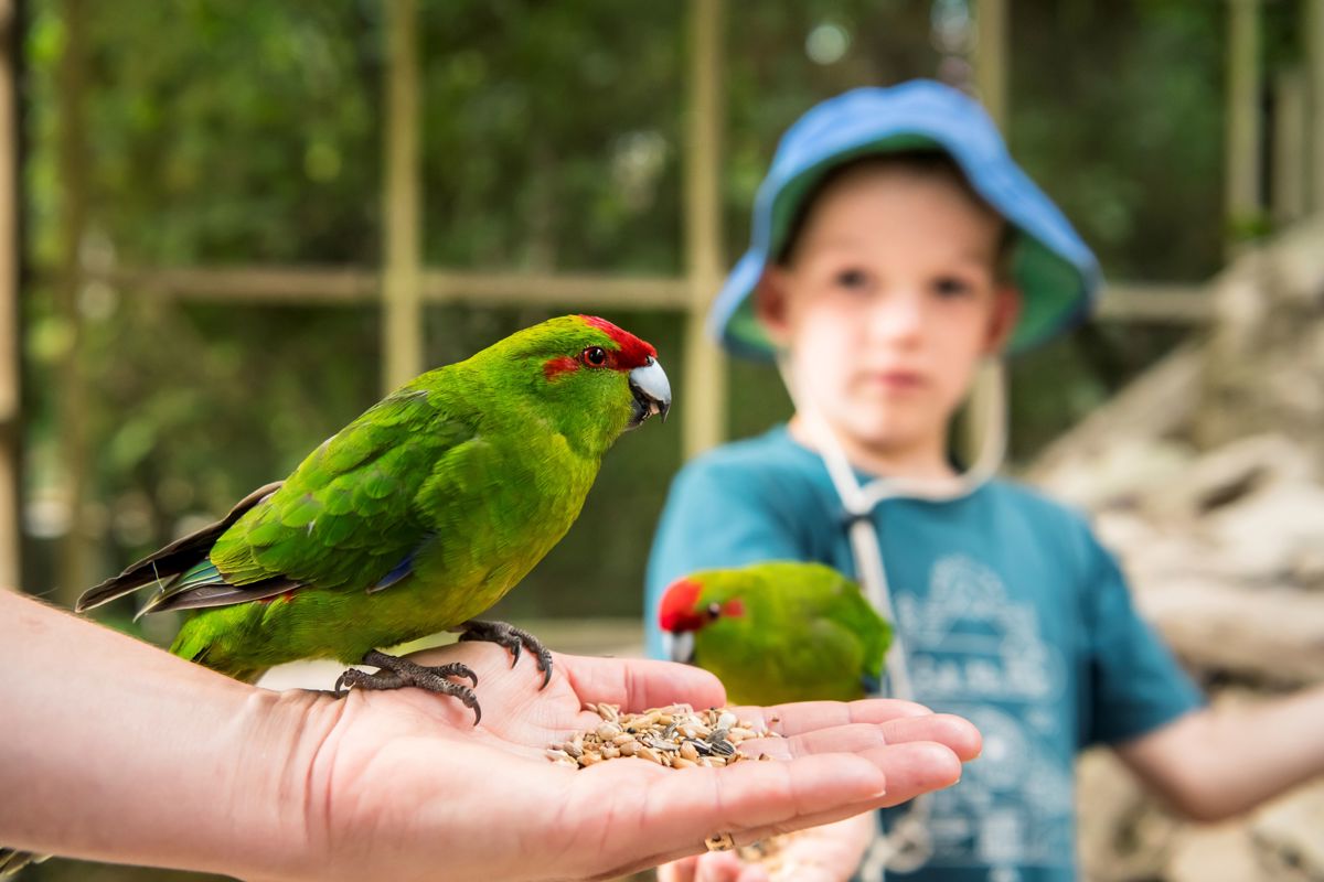 Rlochmara Lodge Kakariki Feeding