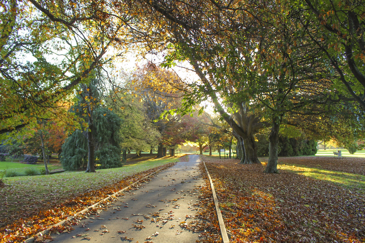Autumn trees in Pollard Park