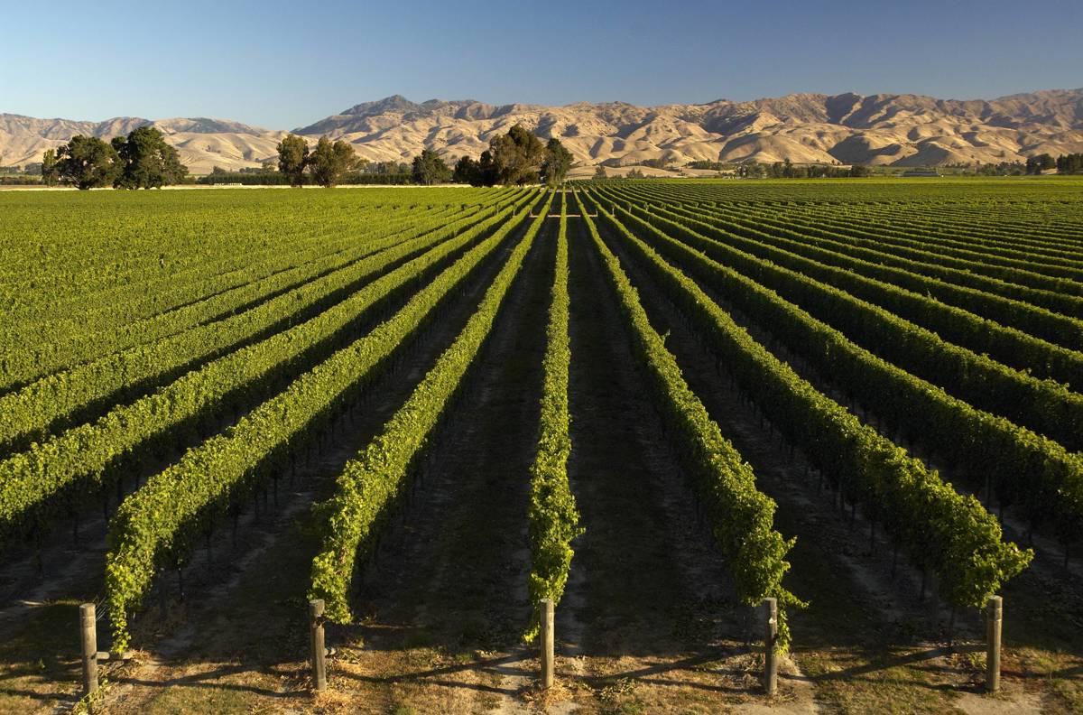 Marlborough Vineyards