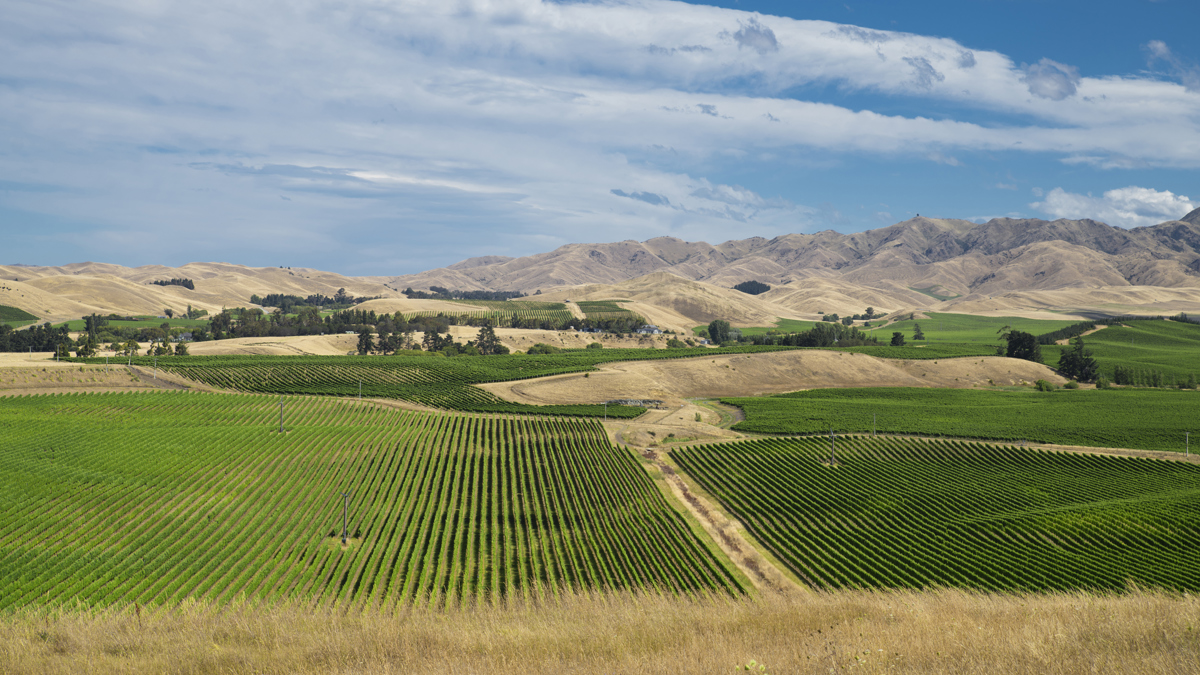 An elevated view of vineyards in Marlborough