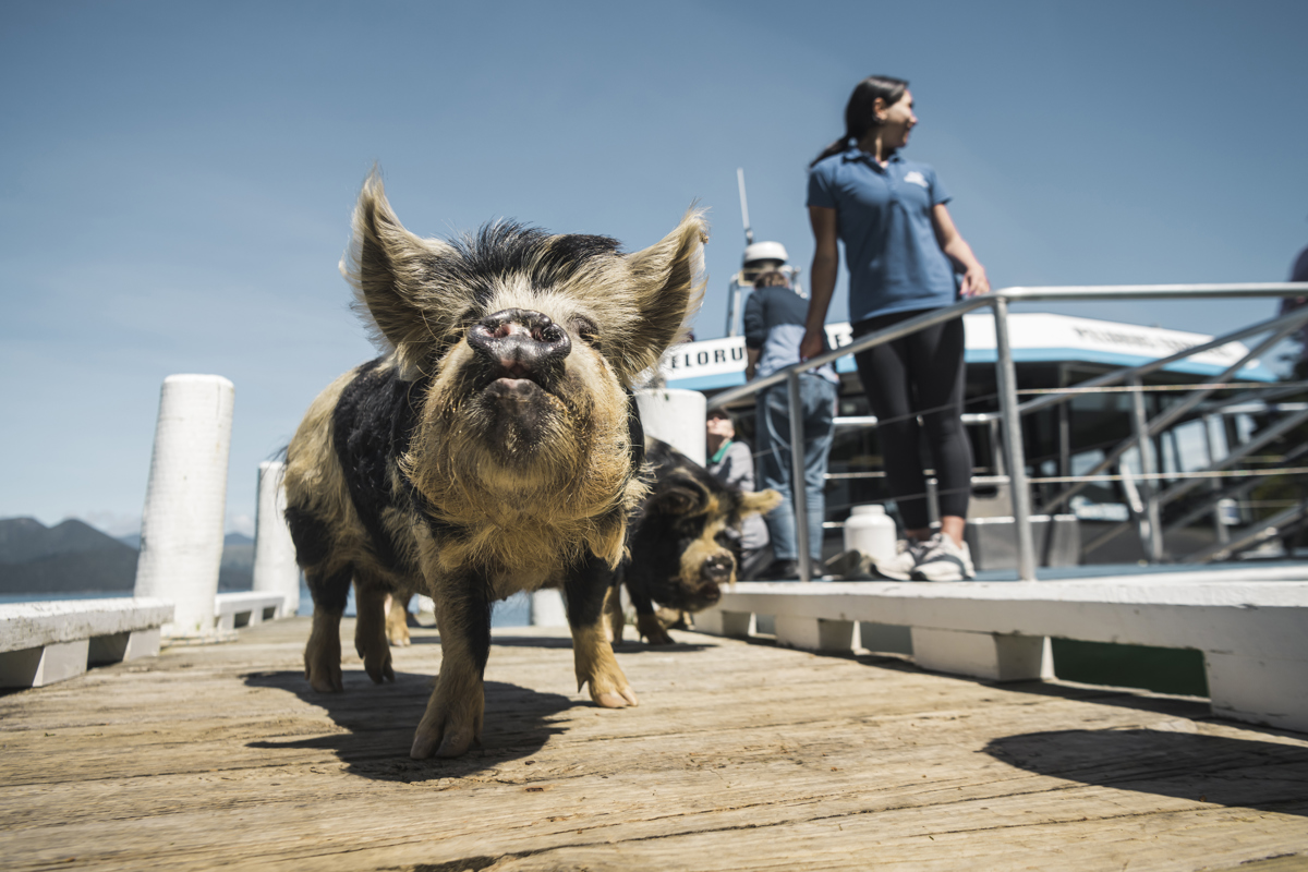 PMB Two Pigs On Jetty Animals 2020 MH (1)
