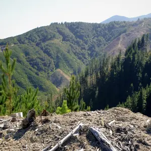 Koromiko Forest.01