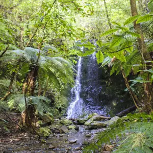 Pelorus Water Fall