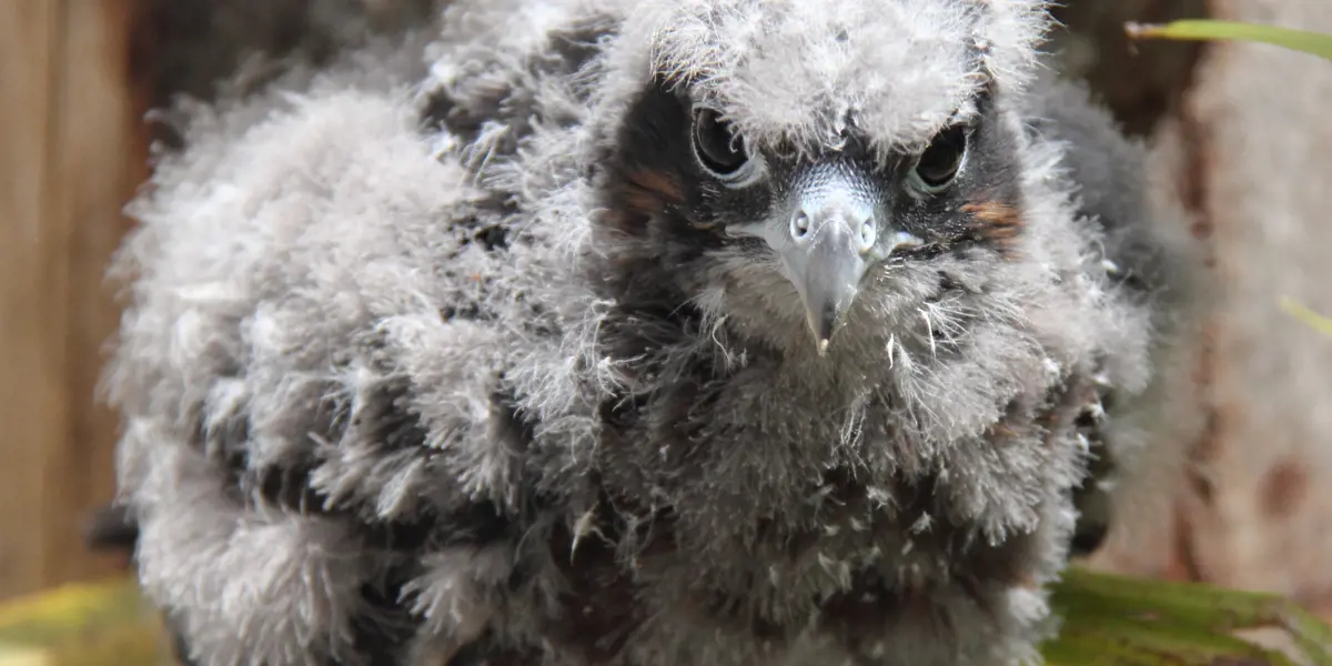 Falcon Chick With Down AF8218