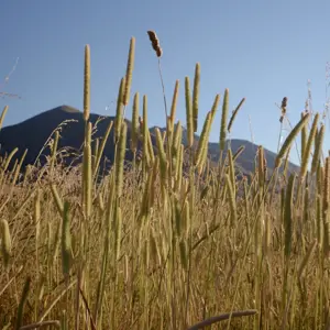 Molesworth.05