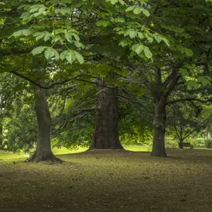 Pollard Park Blenheim RBPHOTO (26)