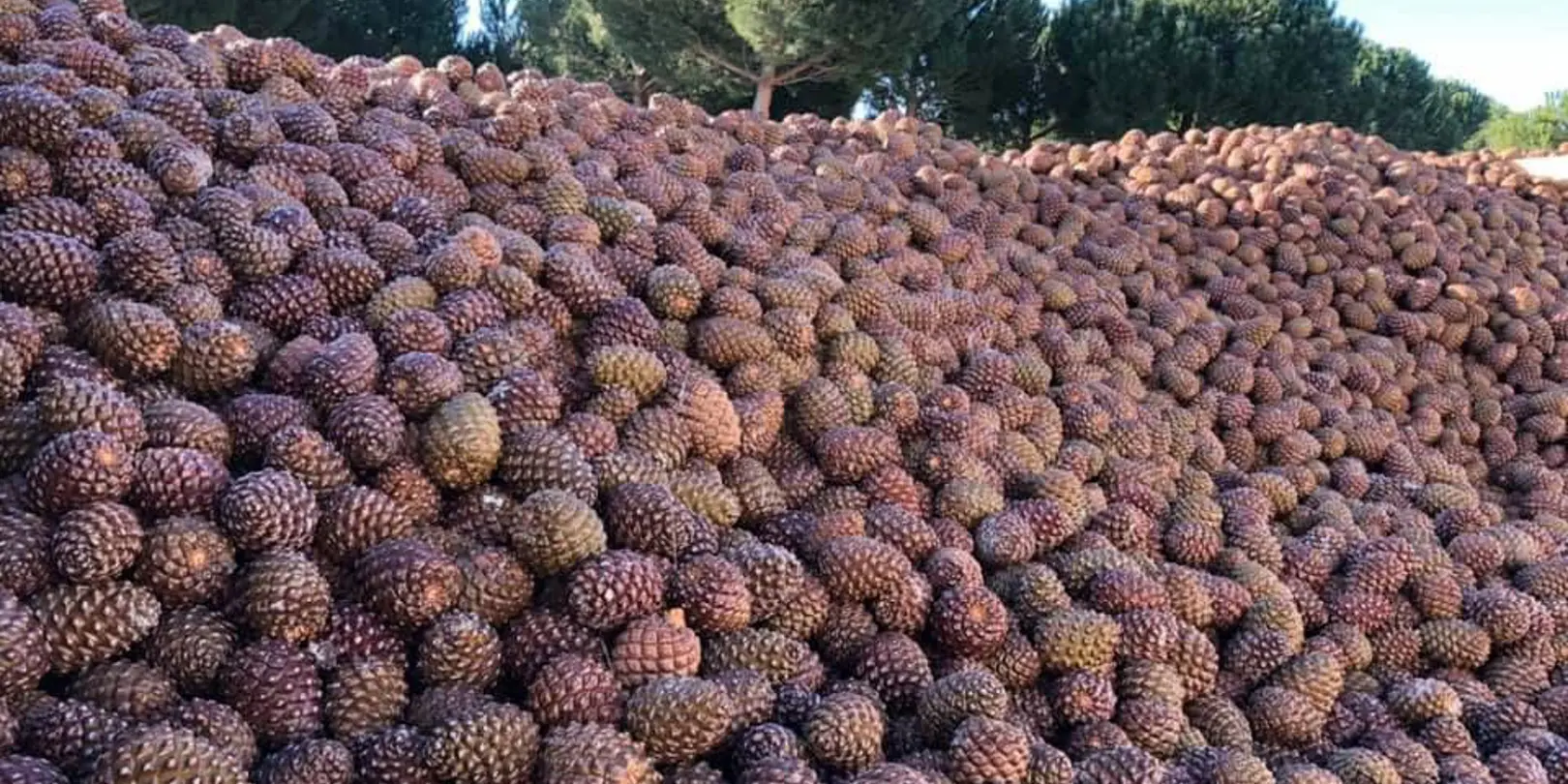 Pinoli Pine Nuts (24)