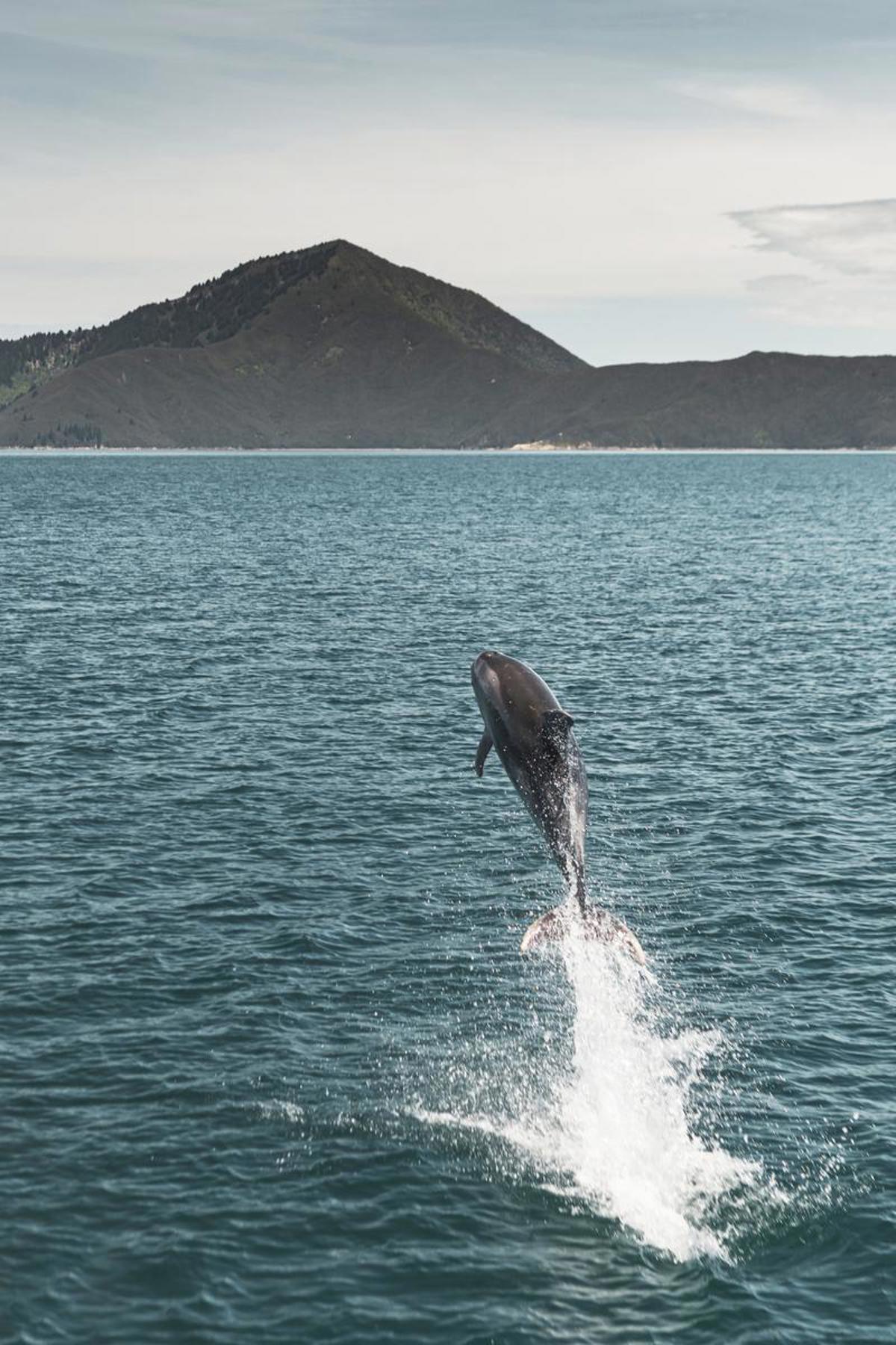 PMB_Animal_Scenic_Dolphin_Jumping_Water_2020_MH