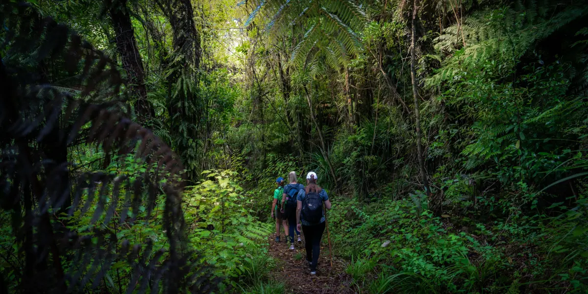 Walk Pelorus Nydia Track 4